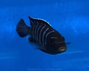 Metriaclima sp. dolphin 'Thumbi point'